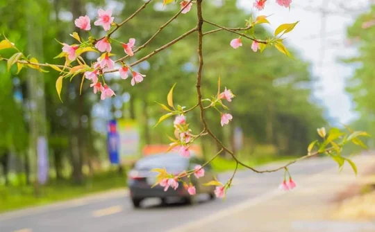 Chiêm ngưỡng vẻ đẹp rực rỡ của hoa Mai anh đào ở Măng Đen