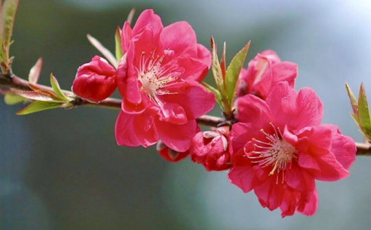 Kinh tế Việt Nam năm 2020 và triển vọng năm 2021