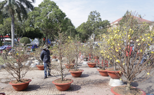 Chợ hoa Buôn Ma Thuột ngày 30 Tết: Đại hạ giá vẫn vắng người mua