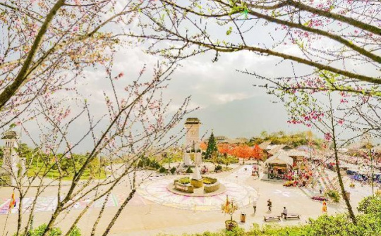 Lên Sa Pa ngắm mai anh đào Nhật Bản đẹp tựa chốn Phù Tang