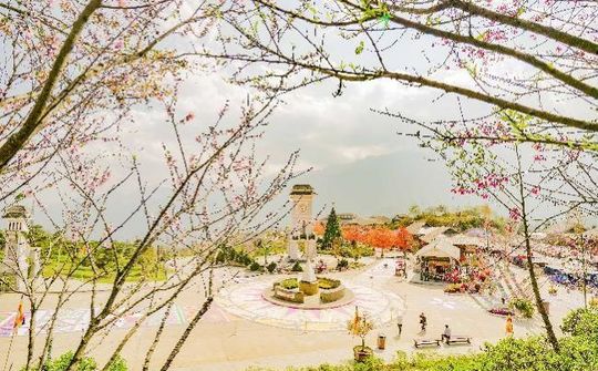 Lên Sa Pa ngắm mai anh đào Nhật Bản đẹp tựa chốn Phù Tang