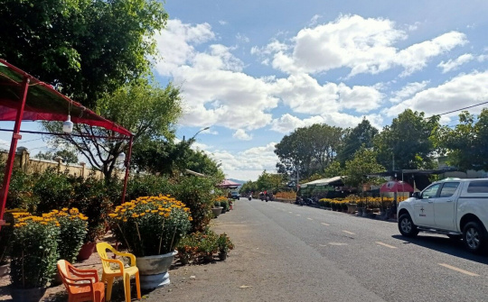 Một mùa hoa không sắc hương    