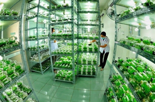 Phát triển nông nghiệp bền vững, nâng cao chất lượng, giá trị gia tăng