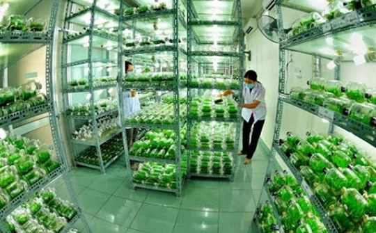Phát triển nông nghiệp bền vững, nâng cao chất lượng, giá trị gia tăng