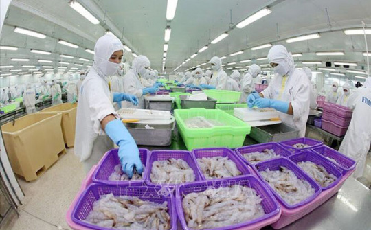 Việt Nam được dự báo là quốc gia sản xuất tôm chủ lực