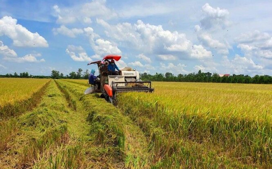 Lúa trúng mùa được giá