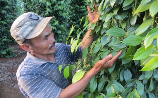 Nông dân phấn khởi vì giá tiêu tăng cao