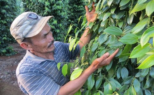 Nông dân phấn khởi vì giá tiêu tăng cao