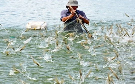 Tăng cường công tác phòng, chống dịch bệnh thủy sản