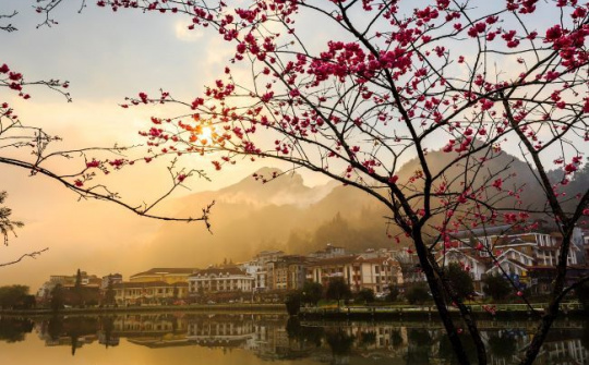 Mùa này, không chỉ anh đào nở rộ, Fansipan còn có thung lũng tình yêu rực rỡ muôn sắc hoa