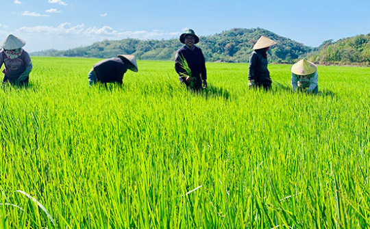 Hợp tác xã Dịch vụ nông nghiệp Thanh Bình:  Sản xuất gạo sạch an toàn theo tiêu chuẩn VietGAP