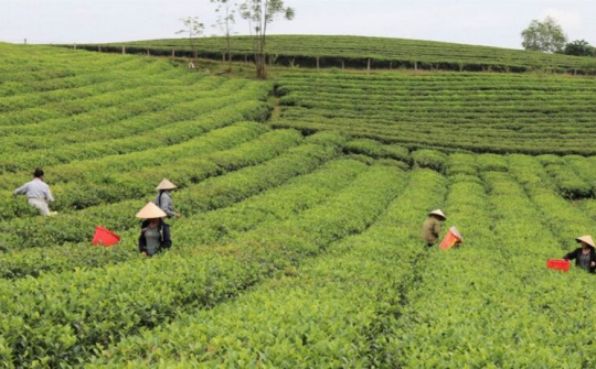 Nông nghiệp Nghệ An: Hướng đến một nền sản xuất chất lượng và hiệu quả cao