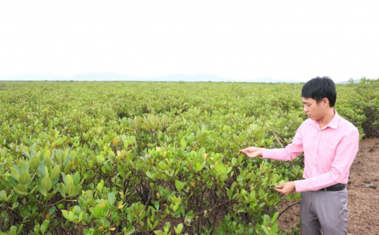 Quảng Ninh: Thiết lập "hành lang xanh" bảo vệ bờ biển