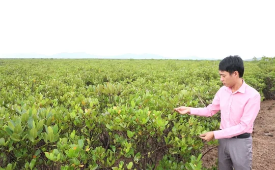 Quảng Ninh: Thiết lập "hành lang xanh" bảo vệ bờ biển