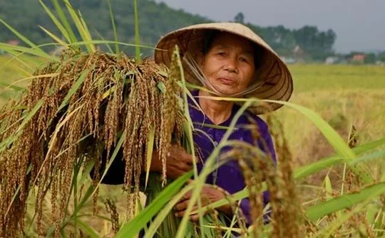Câu chuyện về sản phẩm Nếp Hạt Cau Tiên Sơn - Hà Lĩnh
