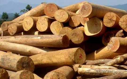 Nhiều tiềm năng xuất khẩu gỗ vào thị trường Pháp