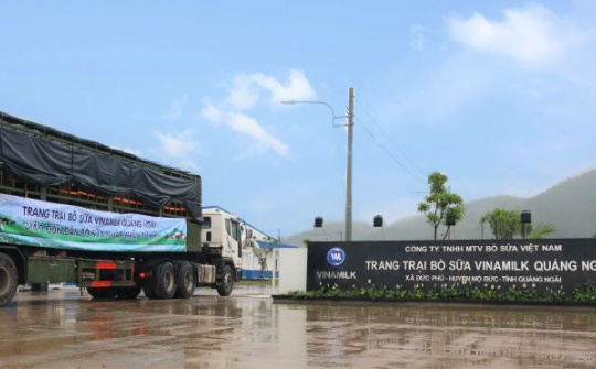 Thêm 2.100 con bò sữa từ Mỹ đã gia nhập đàn tại trang trại Vinamilk Quảng Ngãi