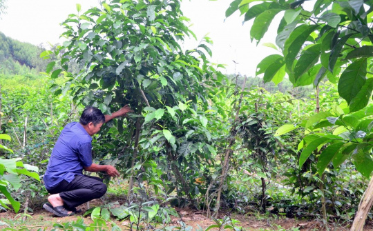 Ba Chẽ: Chú trọng phát triển lâm nghiệp bền vững