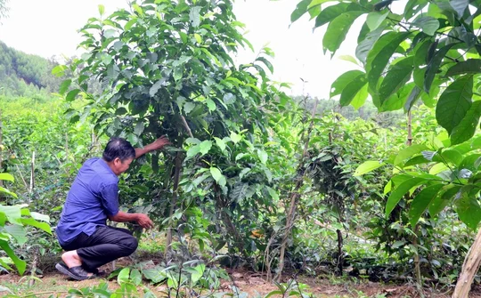 Ba Chẽ: Chú trọng phát triển lâm nghiệp bền vững