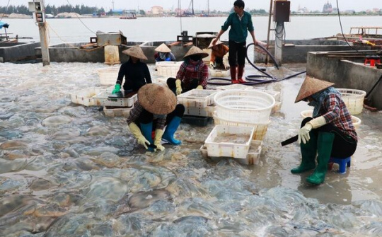 Ngư dân Nam Định thu tiền triệu nhờ đánh bắt sứa biển