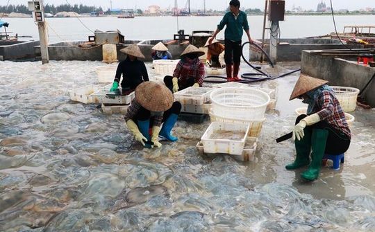 Ngư dân Nam Định thu tiền triệu nhờ đánh bắt sứa biển