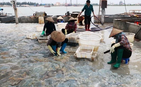 Ngư dân Nam Định thu tiền triệu nhờ đánh bắt sứa biển