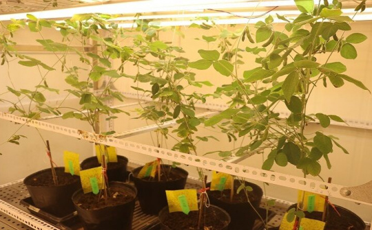 Việt Nam làm chủ công nghệ chỉnh sửa gene trên đậu tương