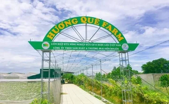 “Thương hiệu” rau sạch Hiền Nhuần