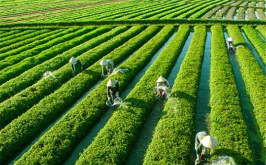 TP.HCM : Phấn đấu đạt 72% Hợp tác xã Nông nghiệp hoạt động có hiệu quả