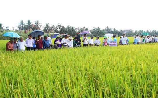 Gia Lai: Chư Prông tổ chức Hội thảo giới thiệu giống lúa mới N25