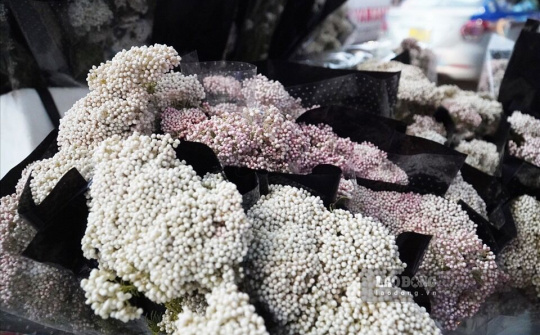 Hoa "baby gạo" bất ngờ hút khách mua ở Hà Nội trong mùa hoa loa kèn