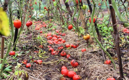 Cà chua rụng đỏ gốc, bắp cải nở bung, cho không ai lấy