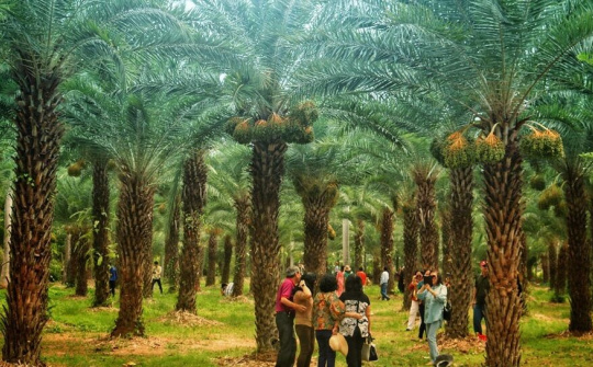 Vườn chà là đẹp như tranh vẽ, rộng 4.000 mét vuông ở miền Tây