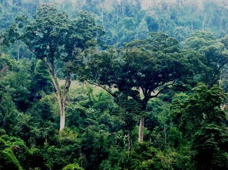 Hà Giang: Tích cực triệt phá các đường dây, mua bán, tàng trữ và vận chuyển trái phép lâm sản