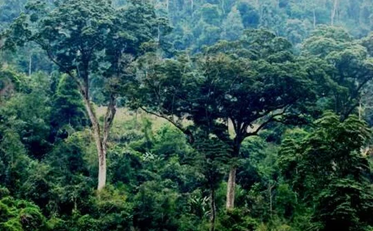 Hà Giang: Tích cực triệt phá các đường dây, mua bán, tàng trữ và vận chuyển trái phép lâm sản