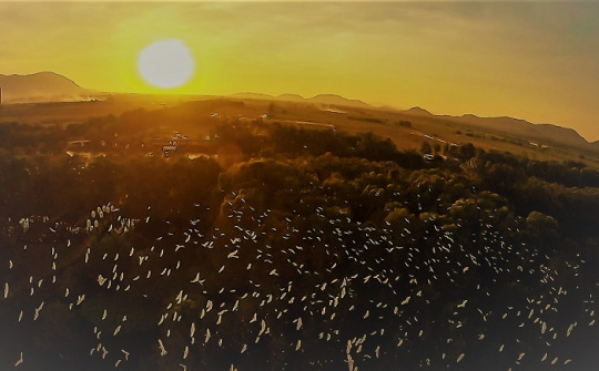 Admire the beauty of Tra Su Melaleuca forest in "the sunset dance"