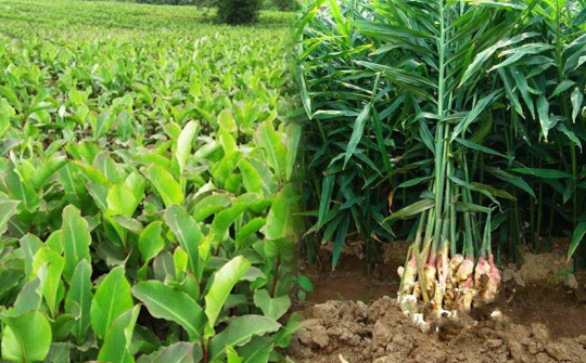 Bắc Kạn: Đầu tư phát triển chuỗi giá trị cây trồng địa phương