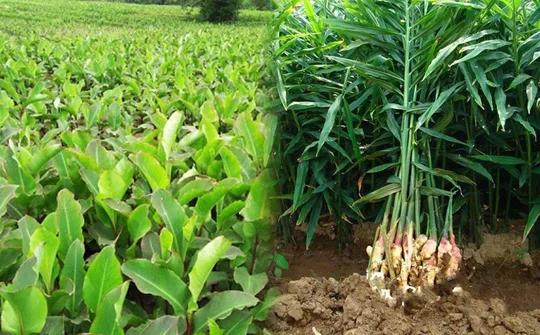 Bắc Kạn: Đầu tư phát triển chuỗi giá trị cây trồng địa phương