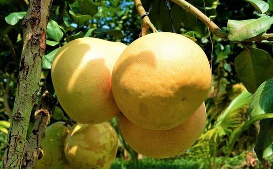 “Bưởi lạ” Tam hồng mùi vị thơm nồng, ăn một lần nhớ mãi