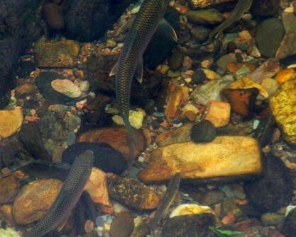 Cá mát - Đặc sản quý hiếm cần được bảo tồn