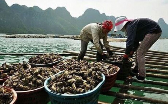 Vân Đồn: Chế biến hàu xuất khẩu được đầu tư chú trọng