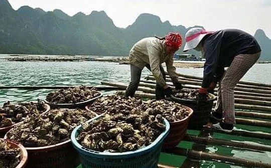 Vân Đồn: Chế biến hàu xuất khẩu được đầu tư chú trọng