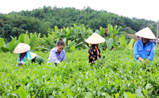 Sở Khoa học - Công nghệ Thái Nguyên: Phát triển thương hiệu đặc sản địa phương