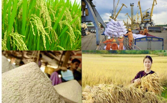 Thời cơ mới cho tái cơ cấu ngành lúa gạo