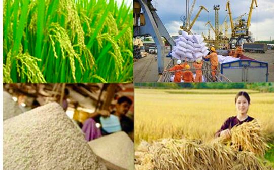 Thời cơ mới cho tái cơ cấu ngành lúa gạo