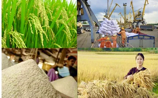 Thời cơ mới cho tái cơ cấu ngành lúa gạo