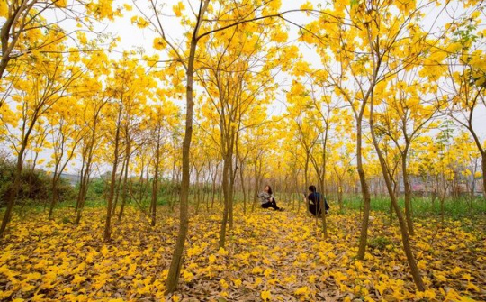 Bắc Giang: Vườn hoa phong linh nở vàng rực rỡ đẹp tựa trời Âu