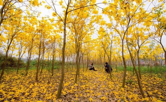 Bắc Giang: Vườn hoa phong linh nở vàng rực rỡ đẹp tựa trời Âu