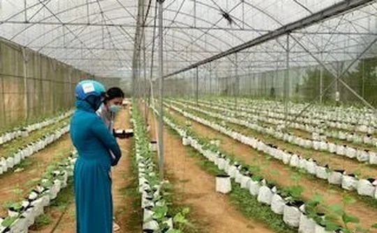 Bá Thước: Phát triển Nông nghiệp công nghệ cao gắn với xây dựng nông thôn mới