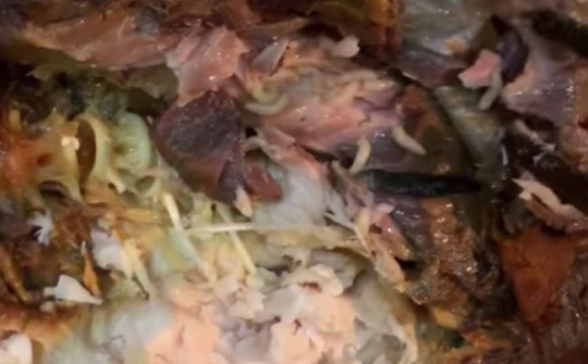 CleverFood đóng cửa 3 ngày vì sự cố cá kho có giòi